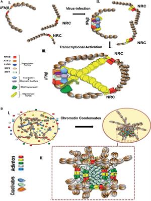 The Causes and Consequences of Spatial Organization of the Genome in Regulation of Gene Expression